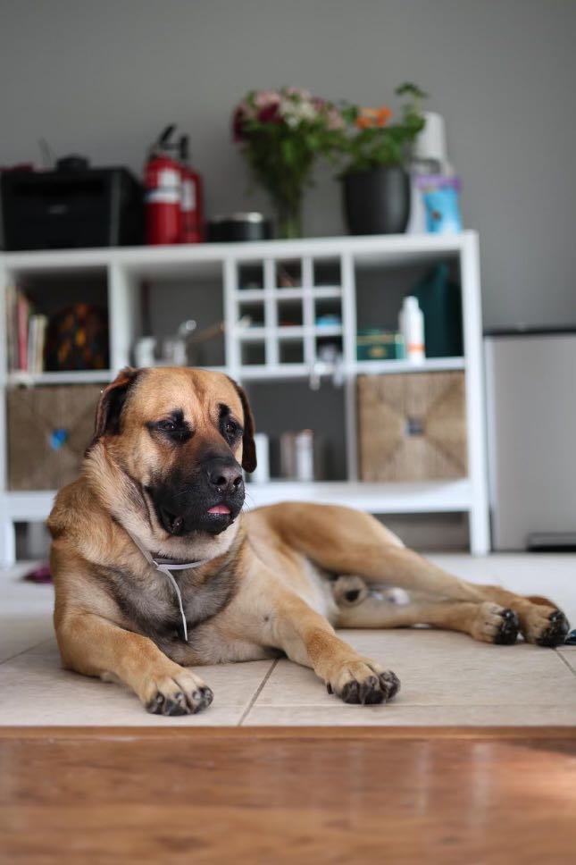 Reggie, a Adopted Mastiff in Kensington, CA image 3/6