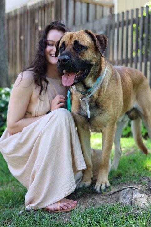 Reggie, a Adopted Mastiff in Kensington, CA image 4/6