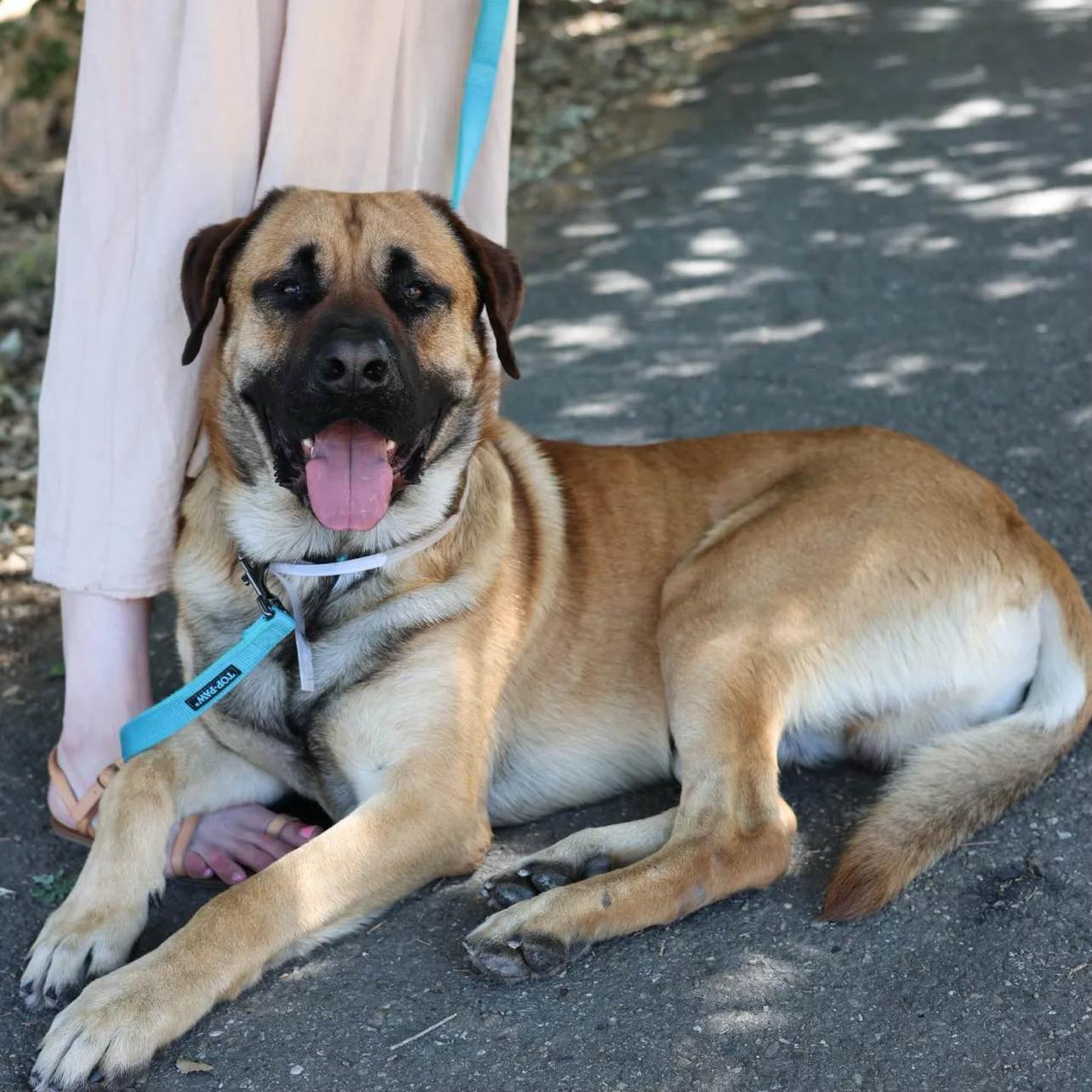 Reggie, a Adopted Mastiff in Kensington, CA image 6/6