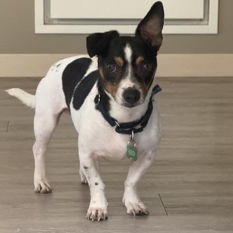 Enlarge Carlos, a Adoptable mixed breed in Madison, WI image 5/6