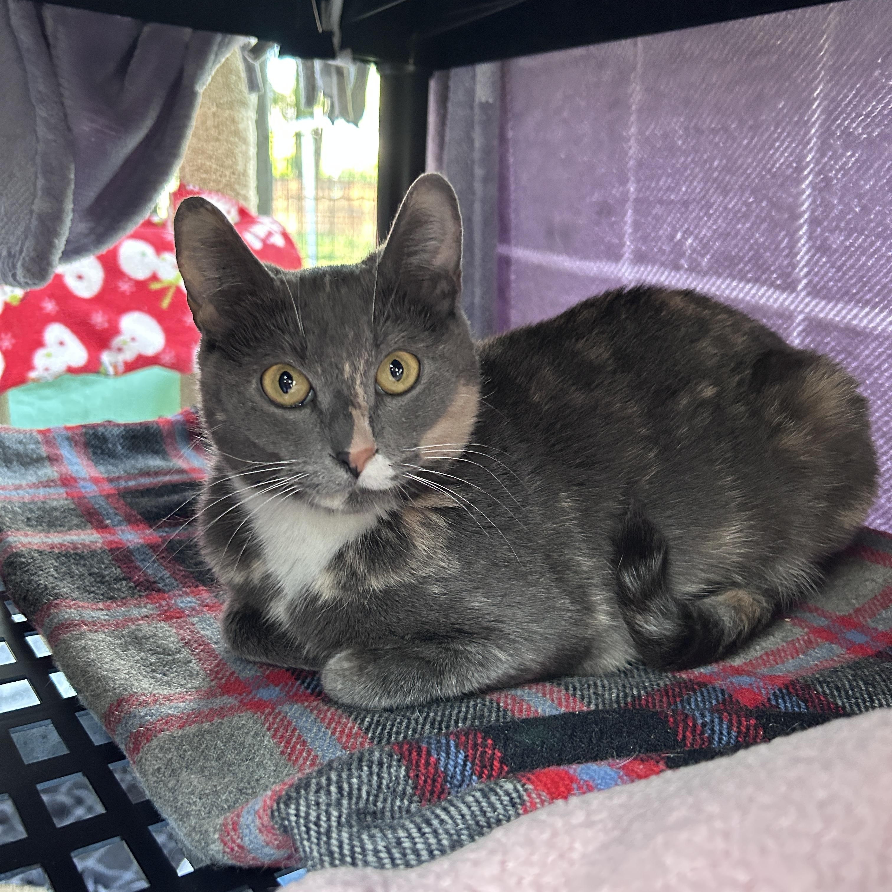 Rial, an adoptable Dilute Calico in Maple Ridge, BC, V2W 1A4 | Photo Image 3
