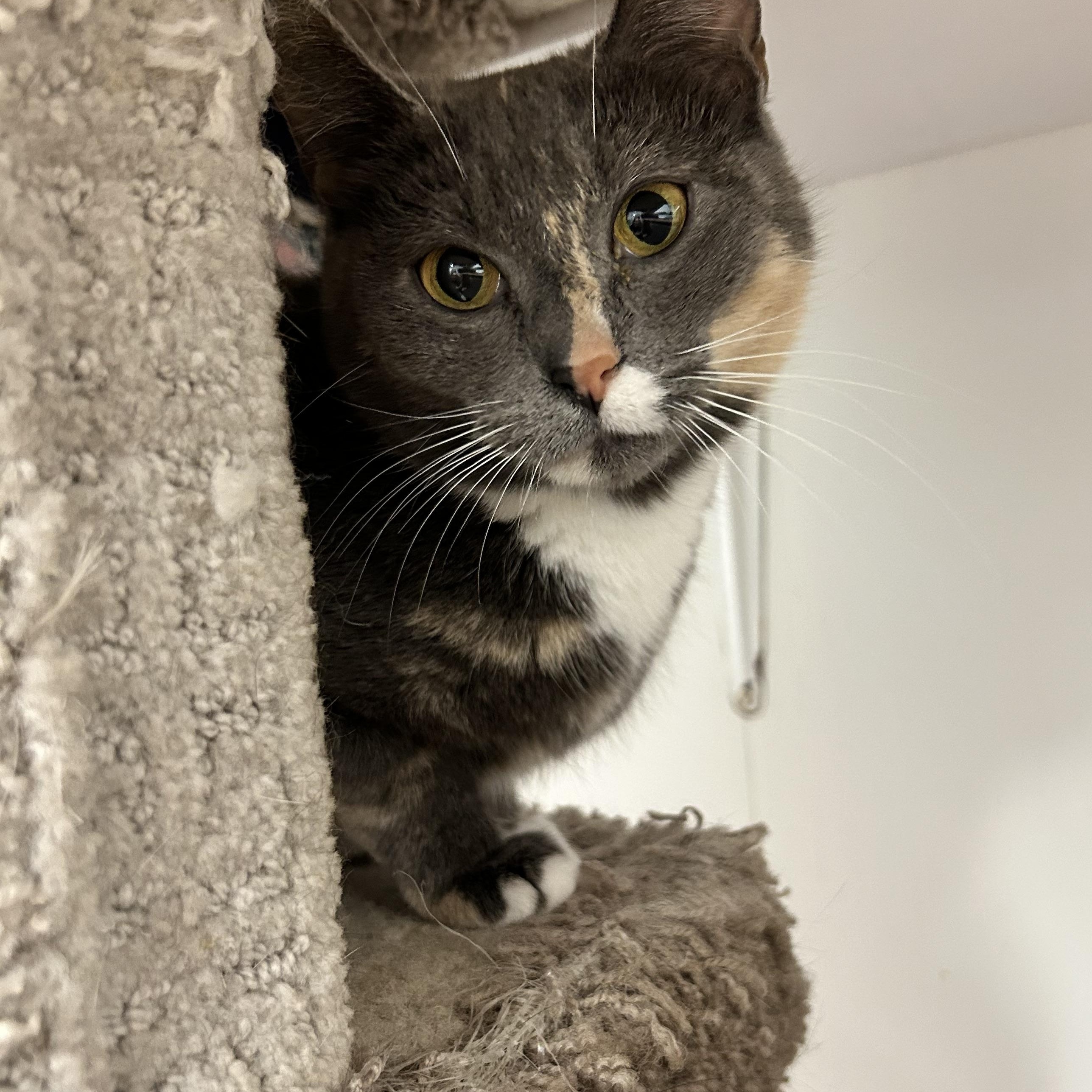 Rial, an adoptable Dilute Calico in Maple Ridge, BC, V2W 1A4 | Photo Image 5