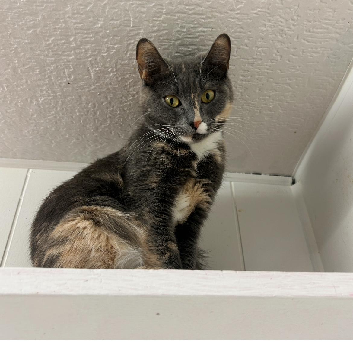 Rial, an adoptable Dilute Calico in Maple Ridge, BC, V2W 1A4 | Photo Image 4