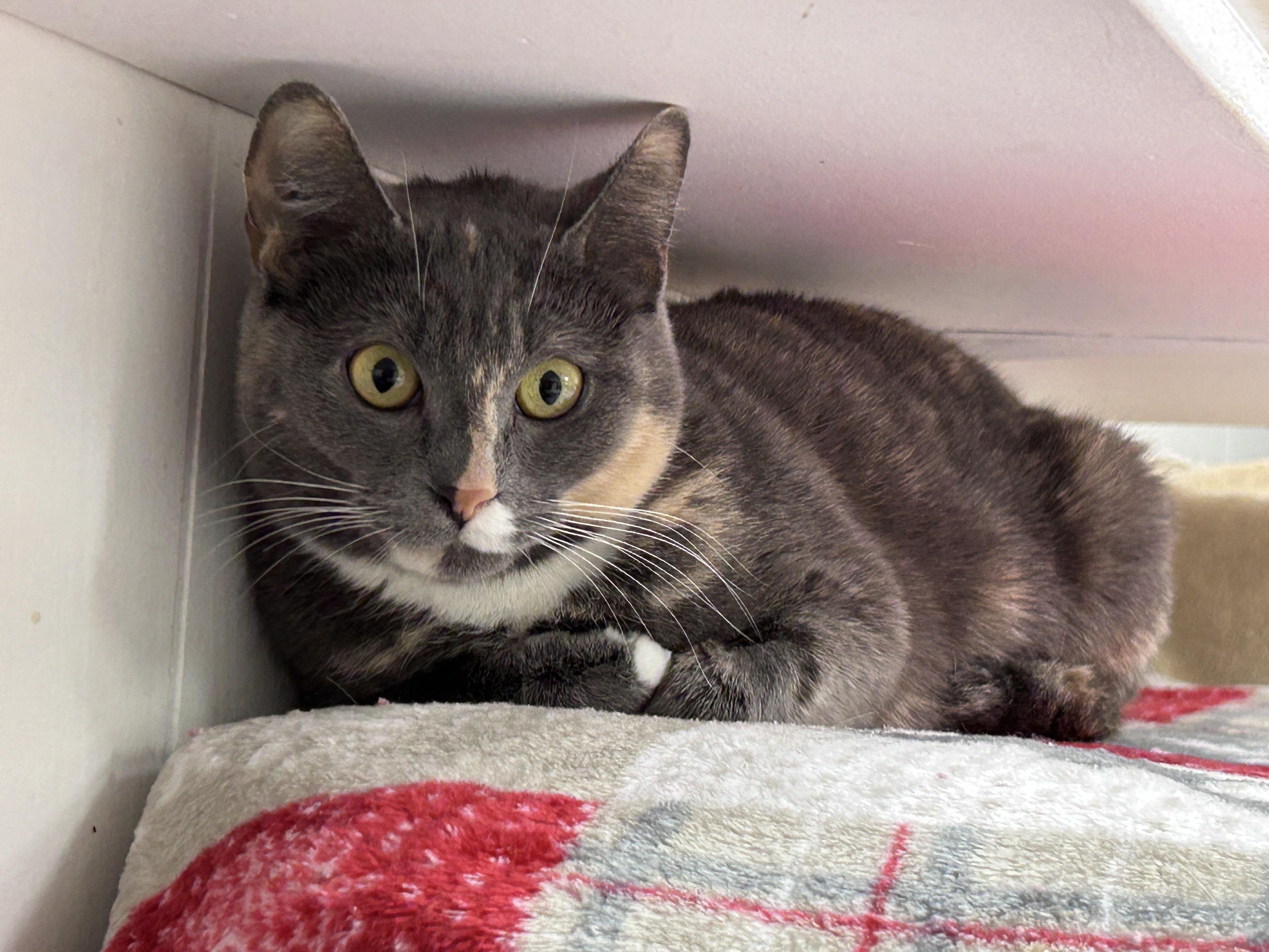 Rial, an adoptable Dilute Calico in Maple Ridge, BC, V2W 1A4 | Photo Image 5