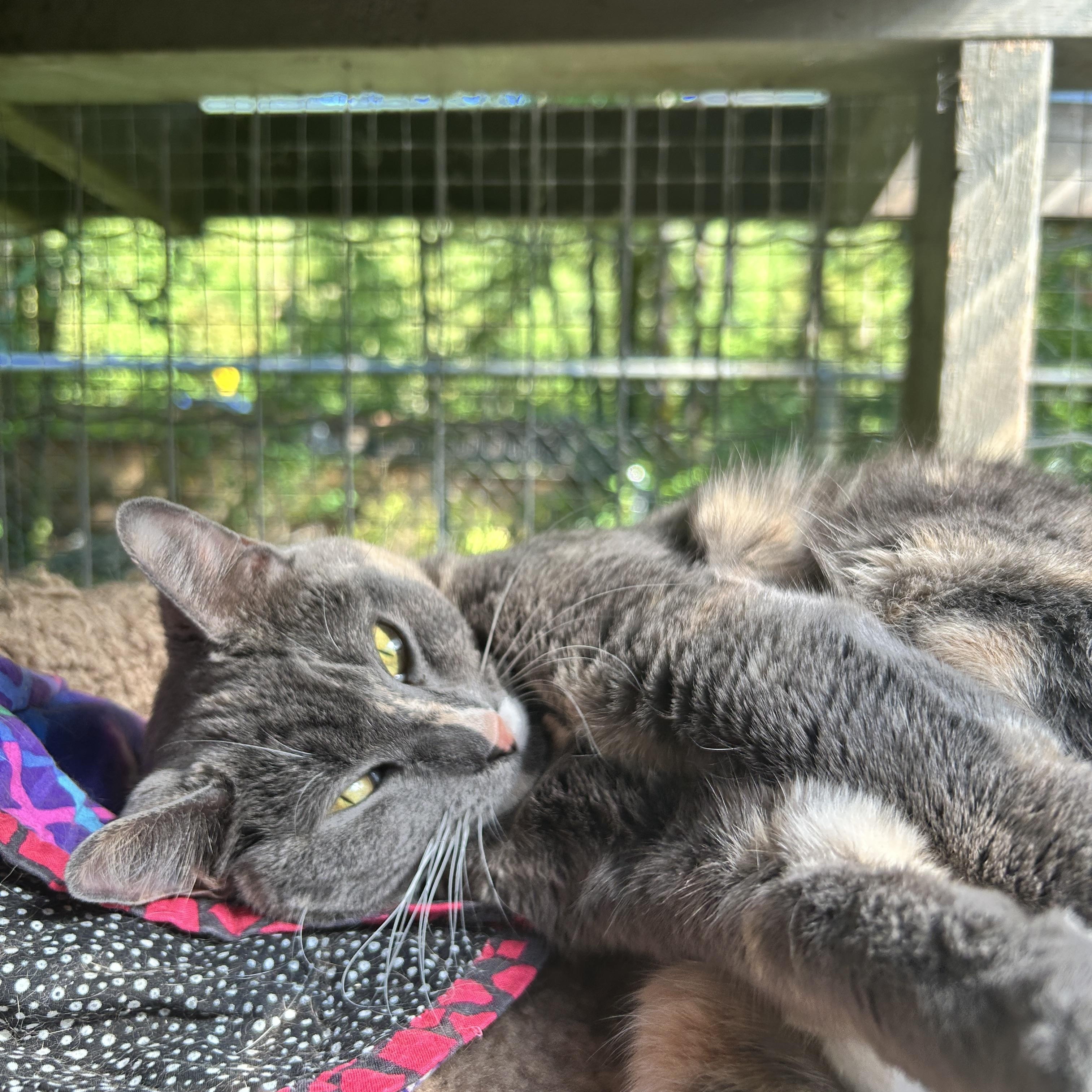 Rial, an adoptable Dilute Calico in Maple Ridge, BC, V2W 1A4 | Photo Image 1
