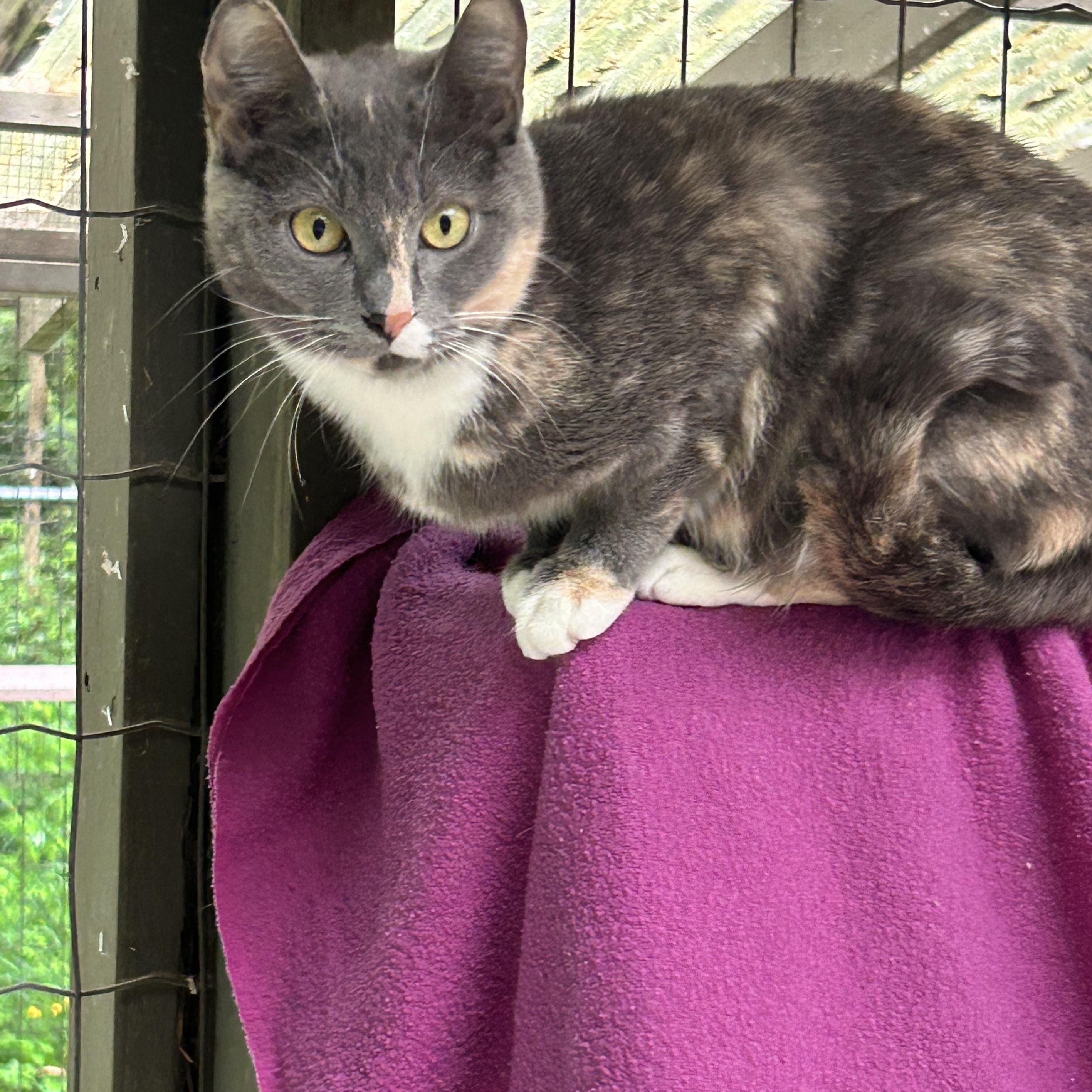 Rial, an adoptable Dilute Calico in Maple Ridge, BC, V2W 1A4 | Photo Image 6