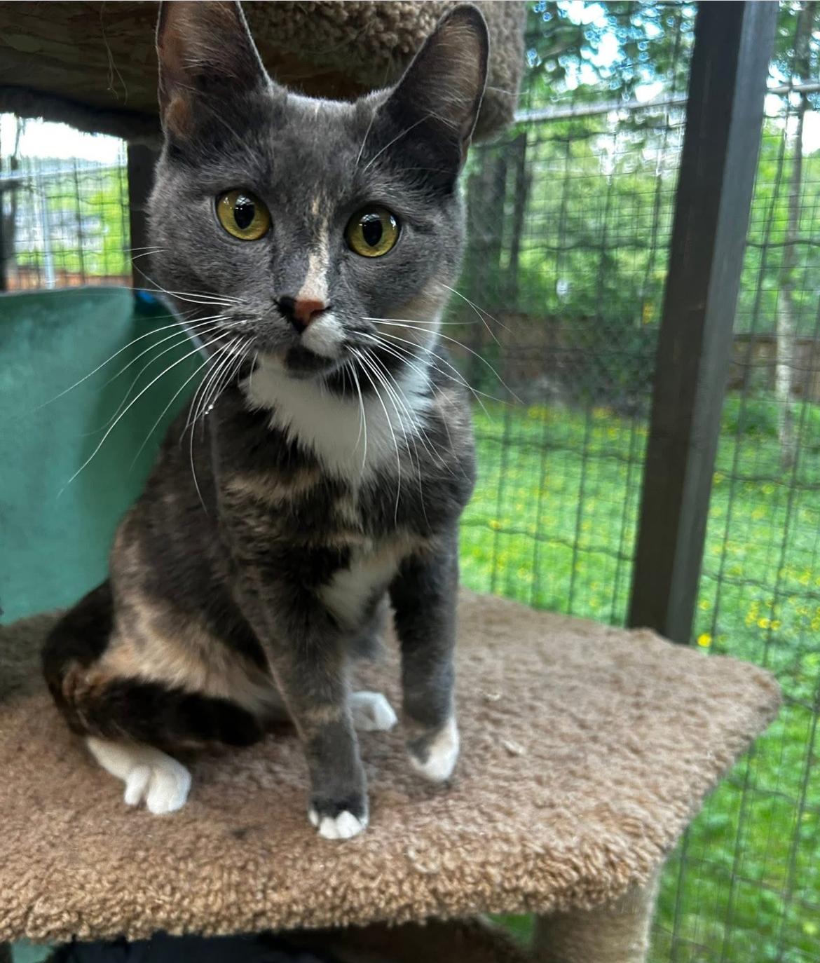 Rial, an adoptable Dilute Calico in Maple Ridge, BC, V2W 1A4 | Photo Image 2