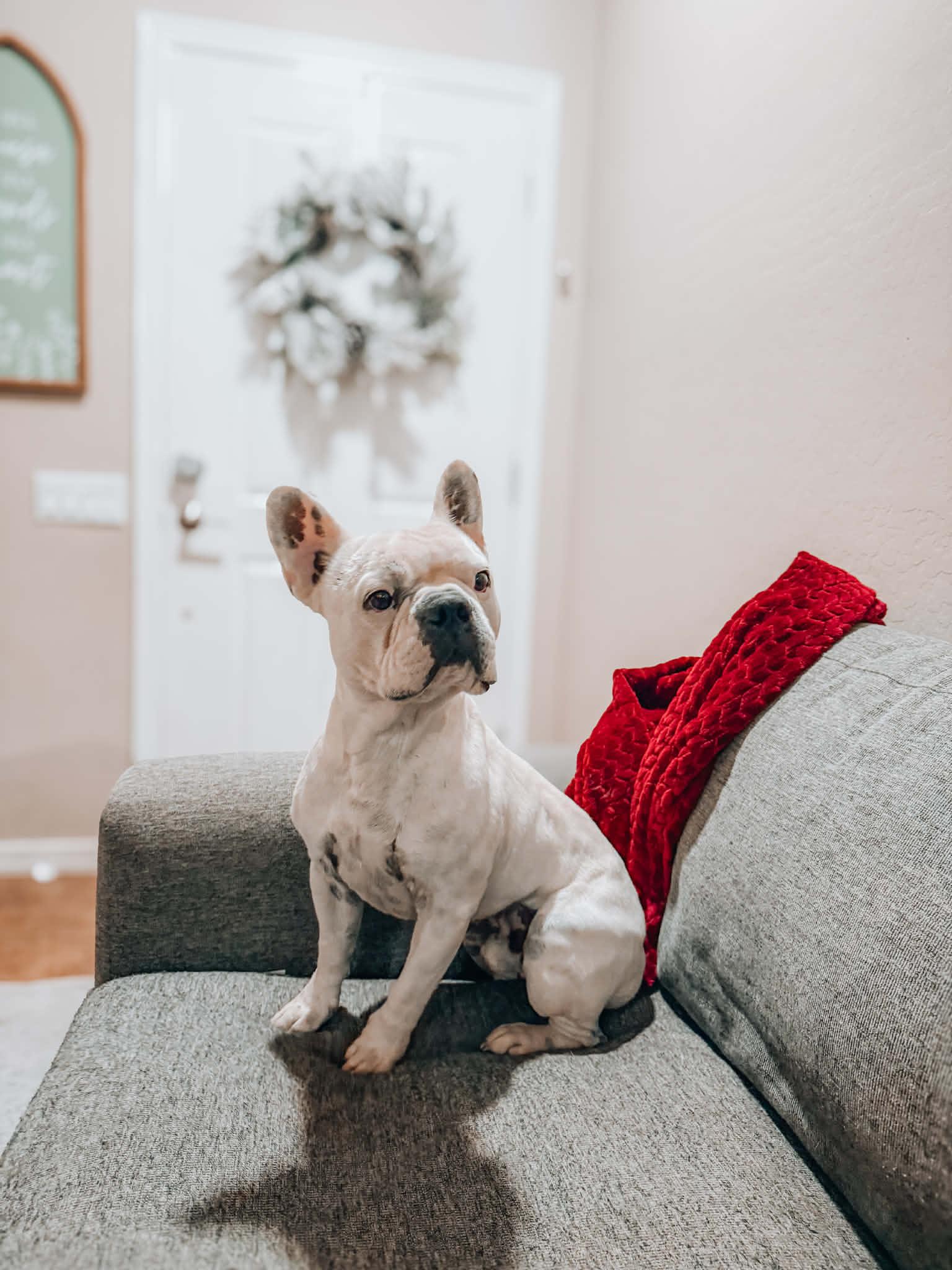 Enlarge Spud, a ADOPTABLE French Bulldog in Goodyear, AZ image 1/1