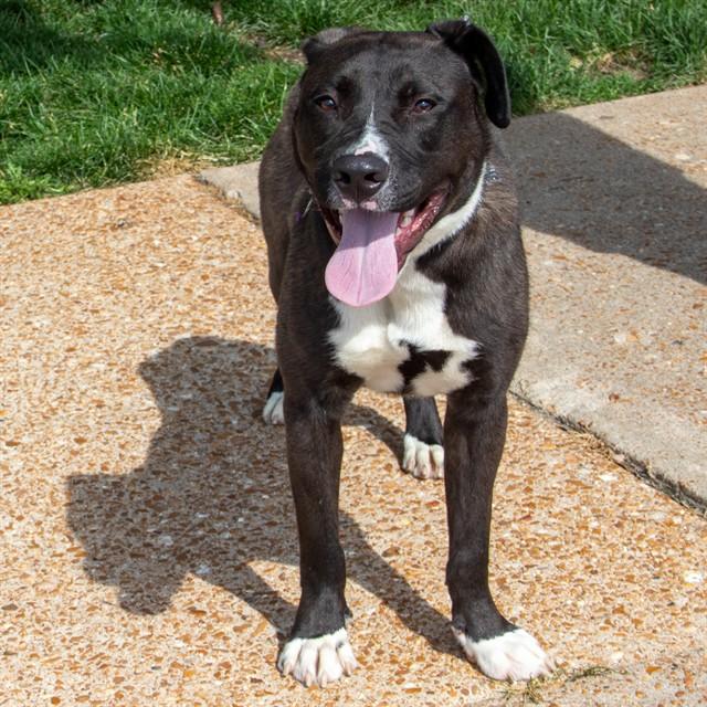 Enlarge ZEUS, a Adoptable mixed breed in Saint Louis, MO image 1/1