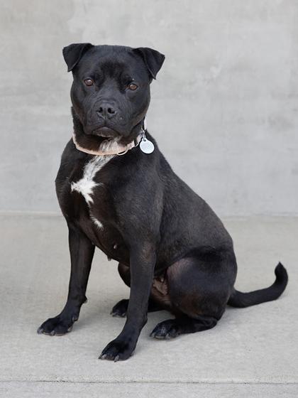 Cora, Adoptable, Adult Female Bull Terrier & Mixed Breed.