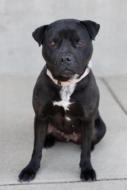Cora, a Adoptable mixed breed in Longmont, CO image 2/3