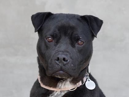 Cora, a Adoptable mixed breed in Longmont, CO image 3/3