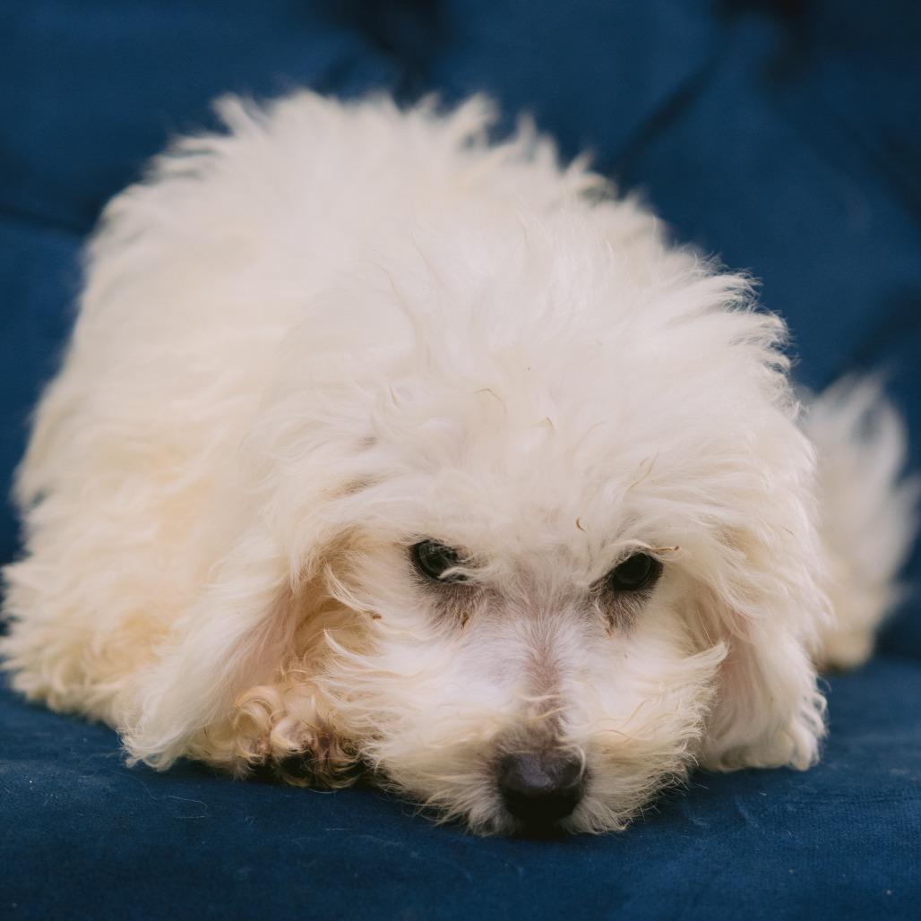 Angels and Eagles, ADOPTABLE, Puppy Male Bichon Frise.