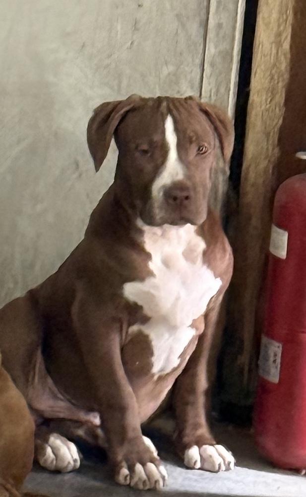 Enlarge Betsy, a Adoptable mixed breed in Boone, CO image 1/1