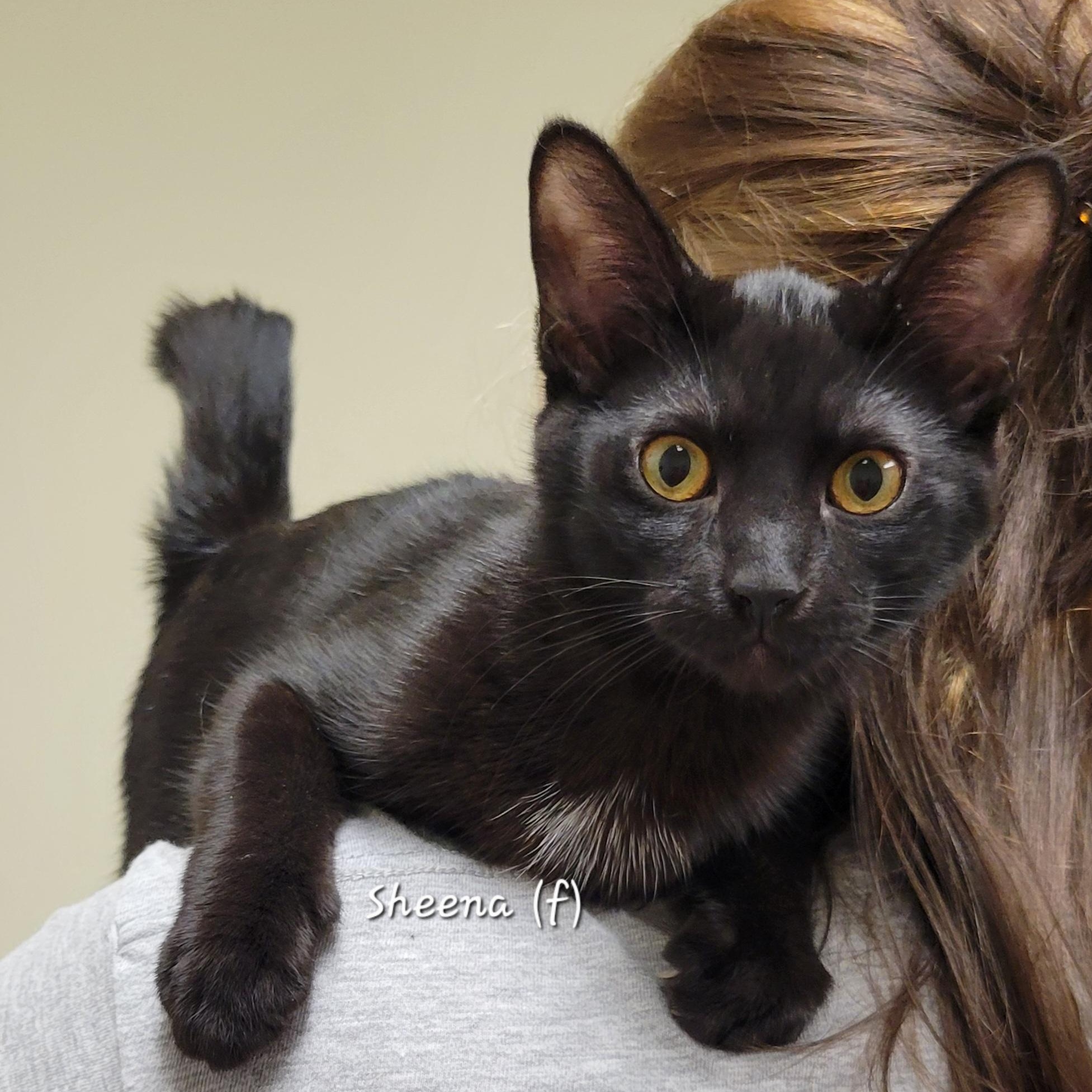 Sheena, Adoptable, Young Female Domestic Short Hair.