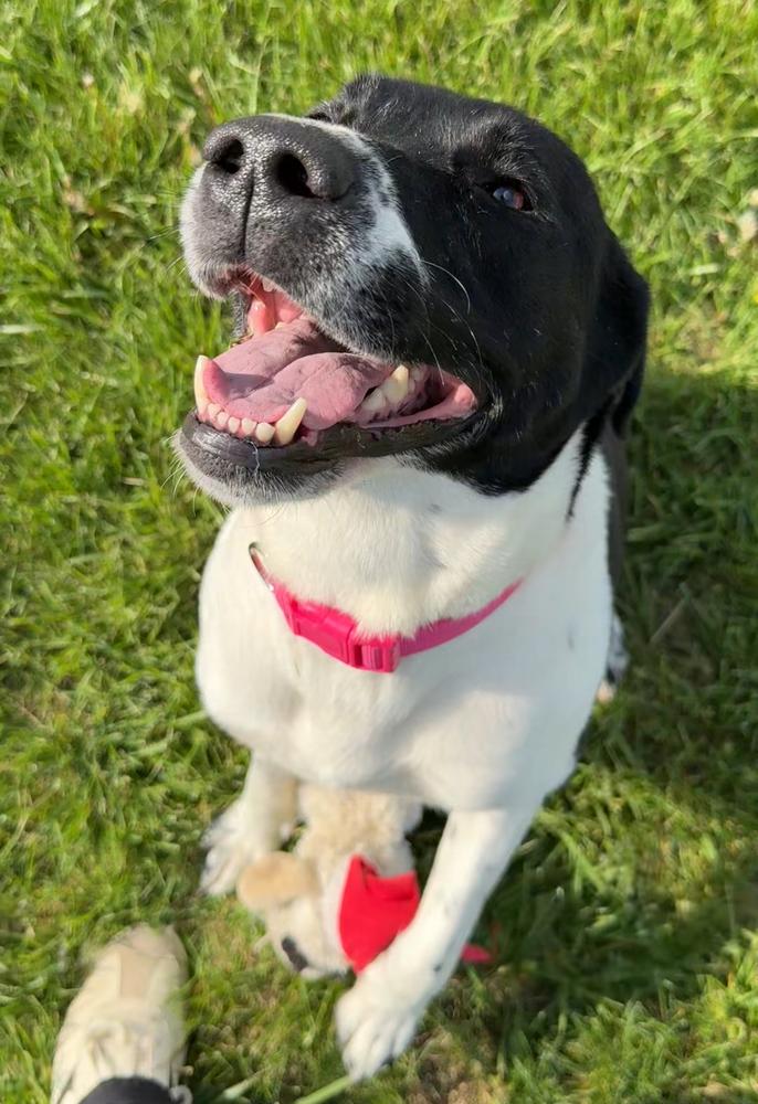 MAPLE | Adoption Fee Sponsored by Nubiano's! $0 to Adopt, Adoptable, Adult Female Mixed Breed & Labrador Retriever.