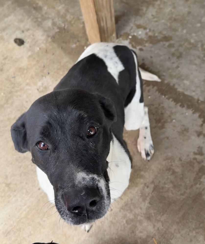 Enlarge MAPLE, a Adoptable mixed breed in Rochester, IN image 1/5