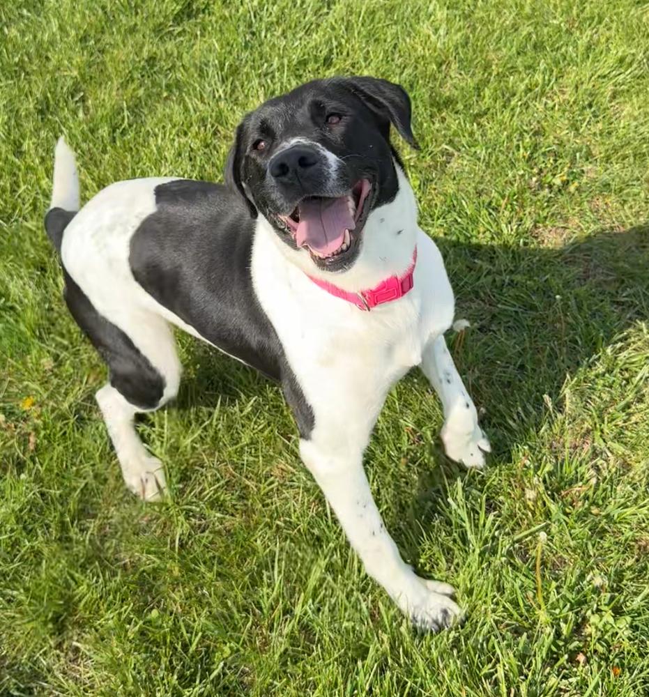 Enlarge MAPLE | Adoption Fee Sponsored by Nubiano's! $0 to Adopt, a Adoptable mixed breed in Rochester, IN image 2/6