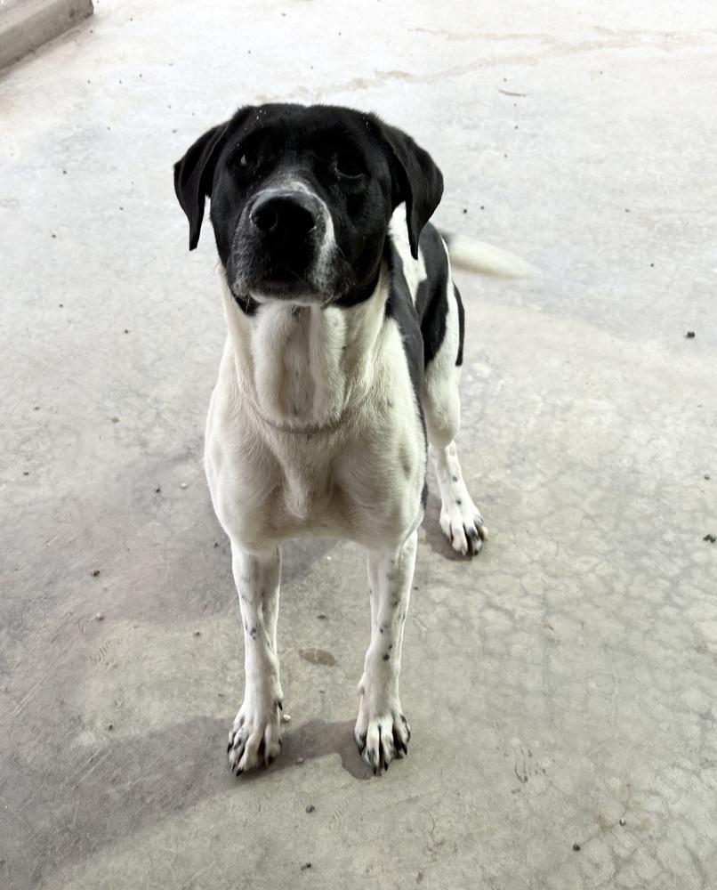 Enlarge MAPLE, a Adoptable mixed breed in Rochester, IN image 2/5
