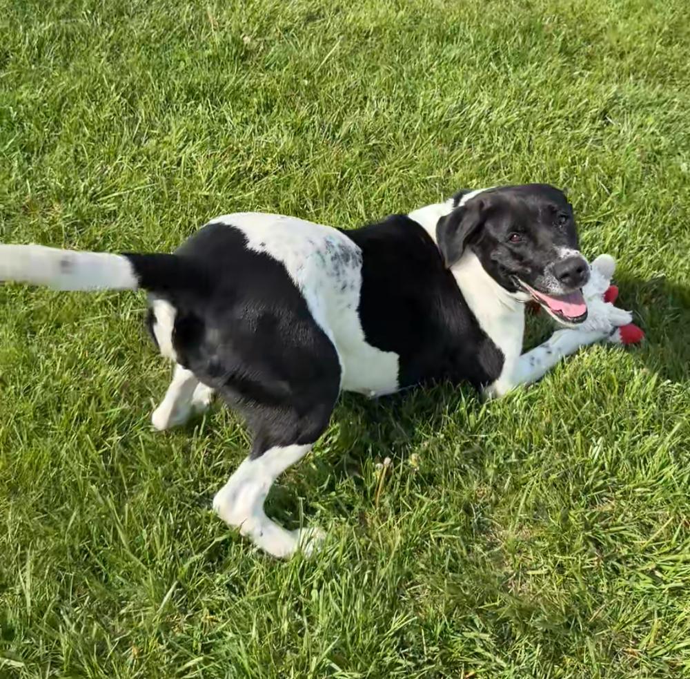 Enlarge MAPLE | Adoption Fee Sponsored by Nubiano's! $0 to Adopt, a Adoptable mixed breed in Rochester, IN image 3/6