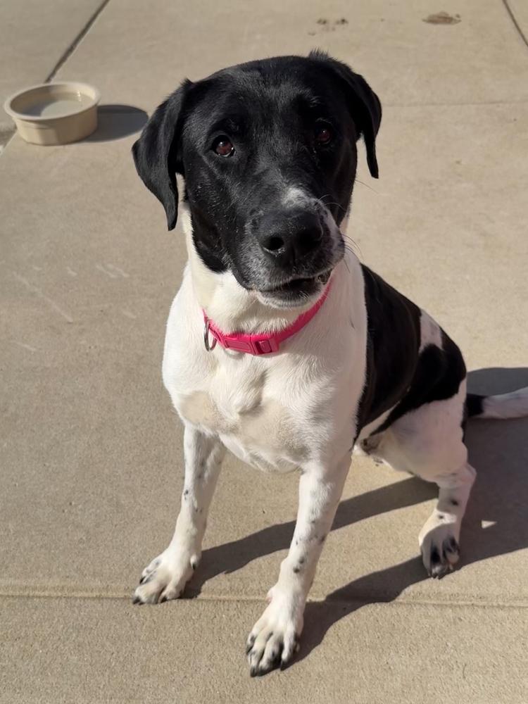 Enlarge MAPLE | Adoption Fee Sponsored by Nubiano's! $0 to Adopt, a Adoptable mixed breed in Rochester, IN image 2/5