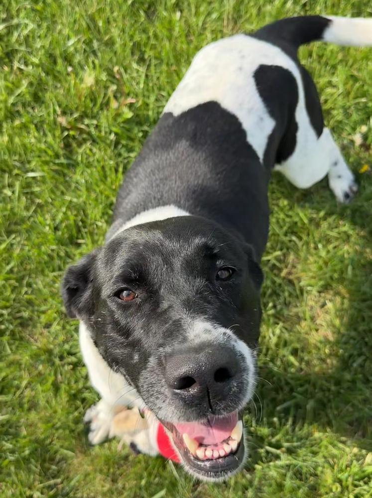 Enlarge MAPLE | Adoption Fee Sponsored by Nubiano's! $0 to Adopt, a Adoptable mixed breed in Rochester, IN image 5/6