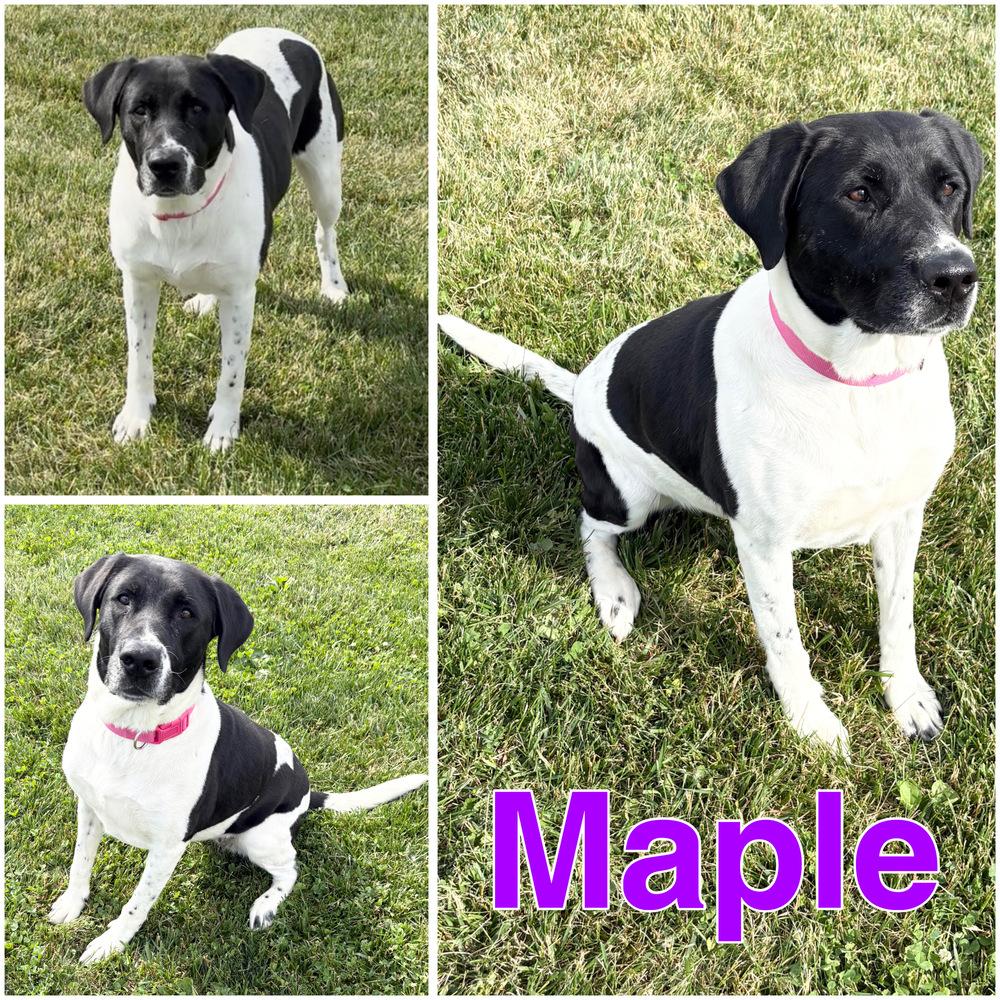 MAPLE: Adopt Fee Sponsored by Nubiano's! 1 yr FREE HW prevention, a Adoptable mixed breed in Rochester, IN image 5/6