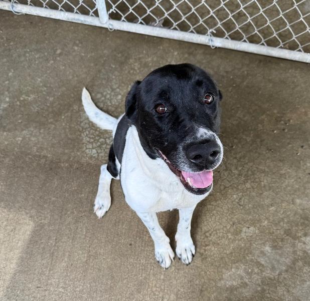 Enlarge MAPLE, a Adoptable mixed breed in Rochester, IN image 3/5