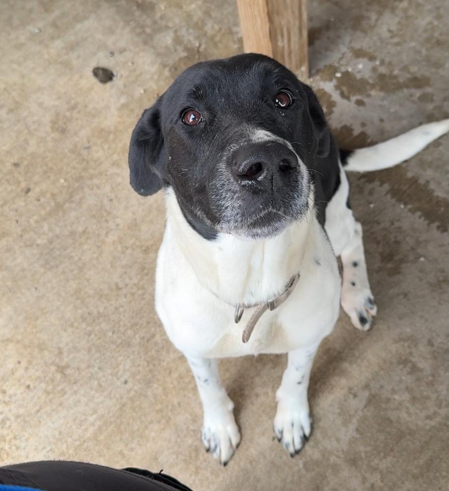 Enlarge MAPLE, a Adoptable mixed breed in Rochester, IN image 4/5