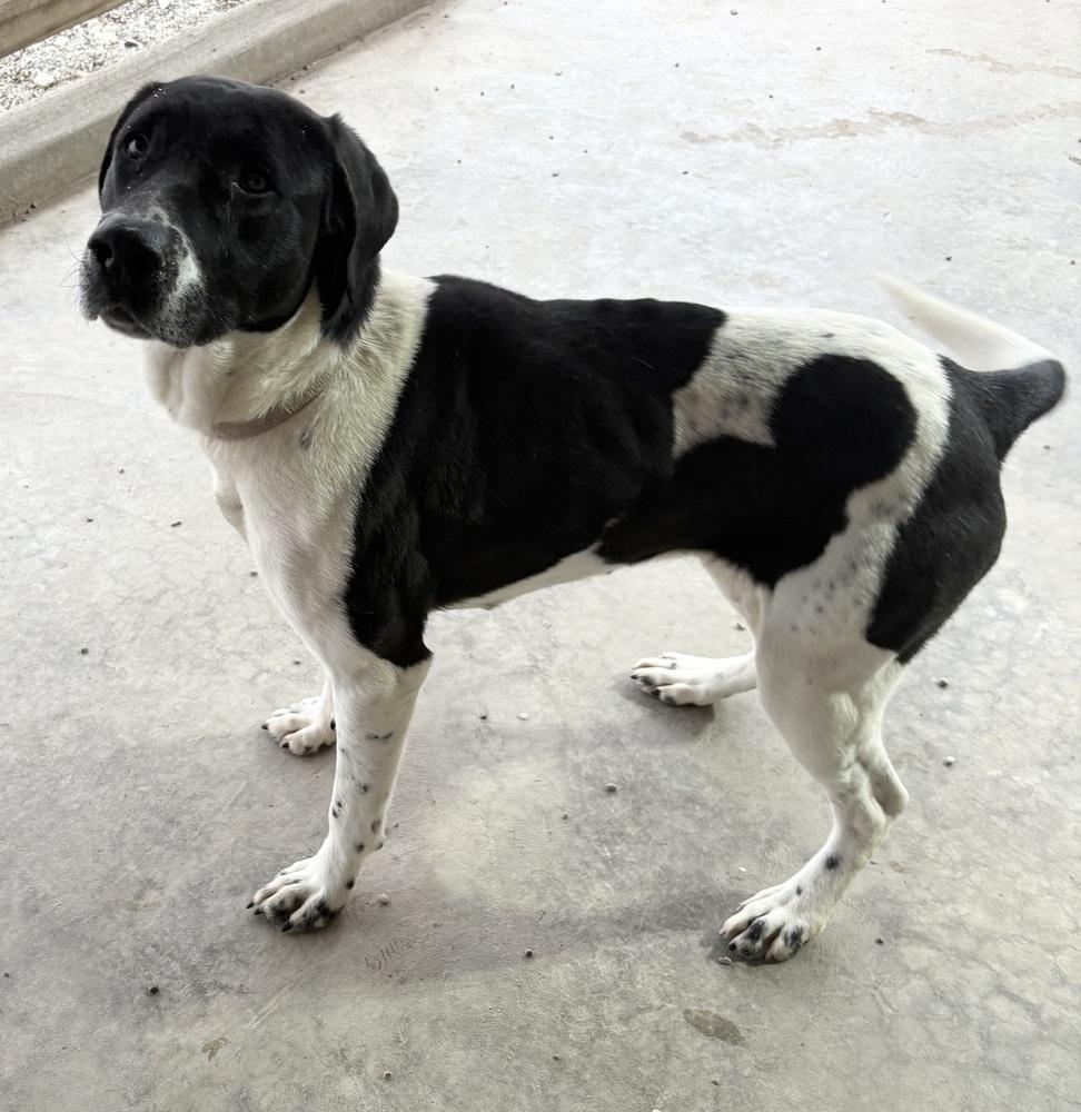 Enlarge MAPLE, a Adoptable mixed breed in Rochester, IN image 5/5