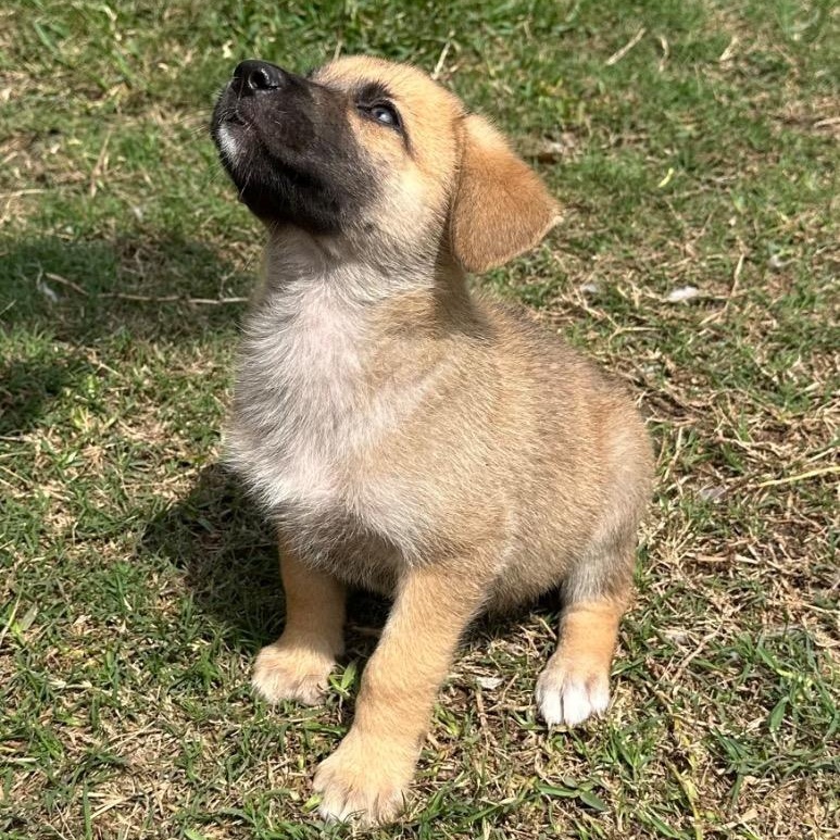 Enlarge Comanche, a ADOPTABLE mixed breed in Alvin, TX image 5/5
