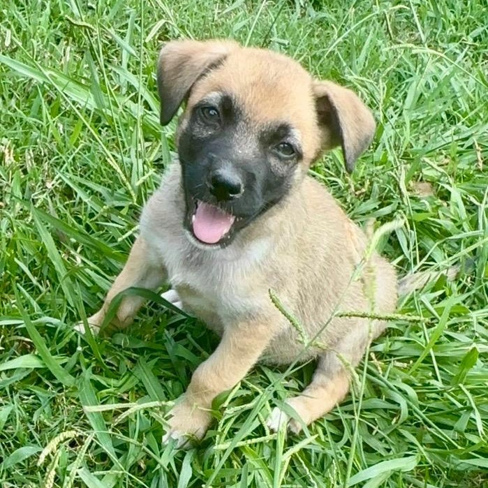 Comanche, ADOPTABLE, Puppy Male Shepherd.