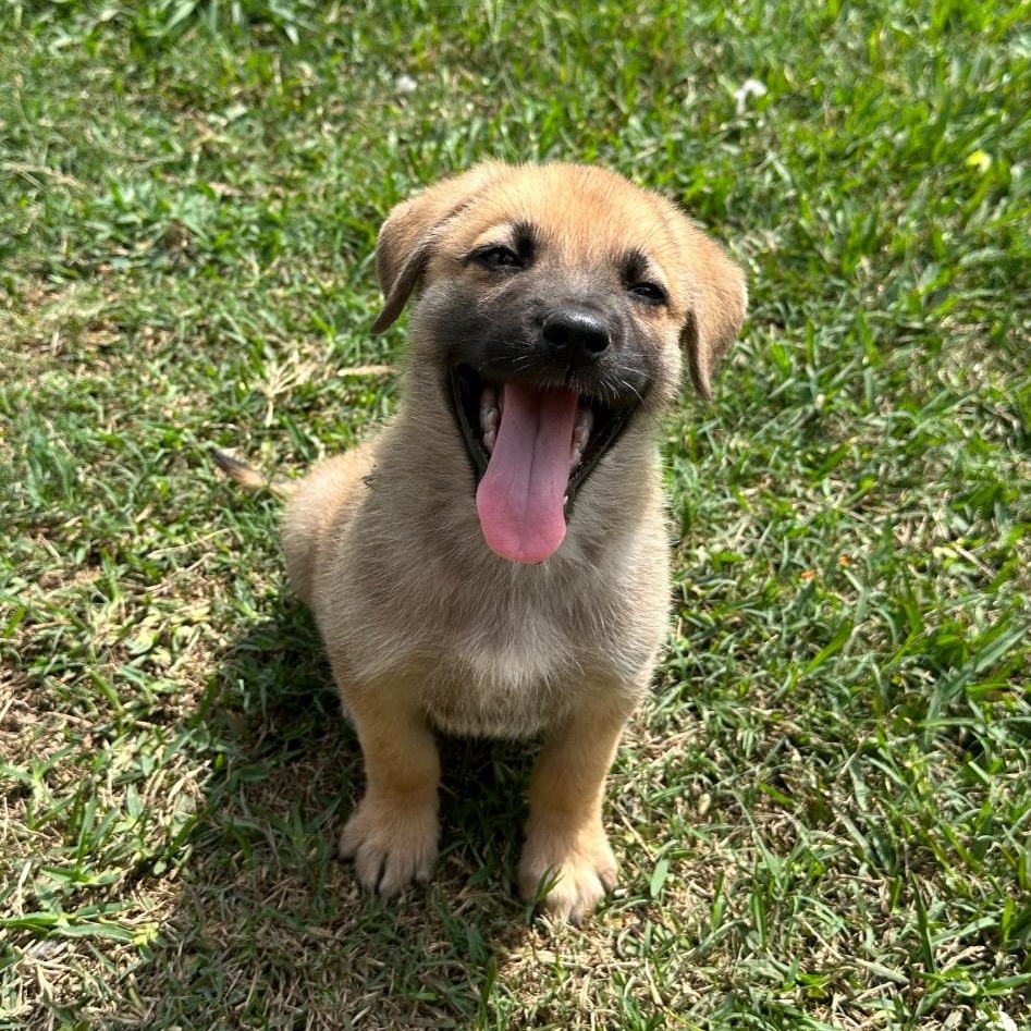 Enlarge Comanche, a ADOPTABLE mixed breed in Alvin, TX image 2/5