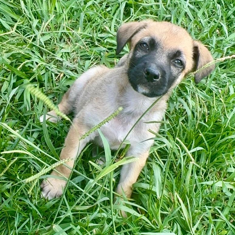 Enlarge Comanche, a ADOPTABLE mixed breed in Alvin, TX image 3/5