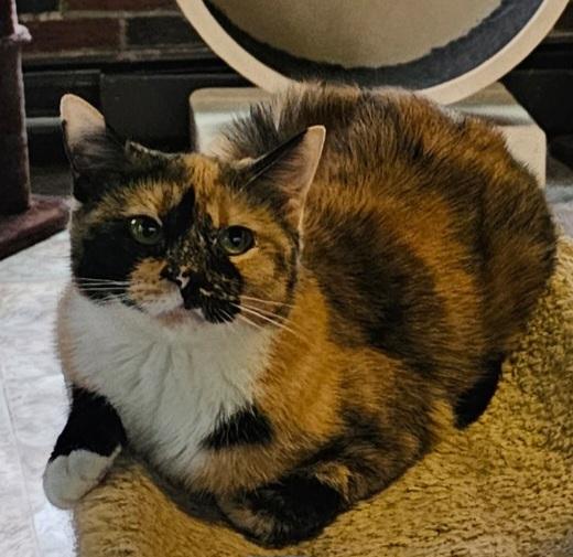 Coco, Adoptable, Adult Female Domestic Short Hair.