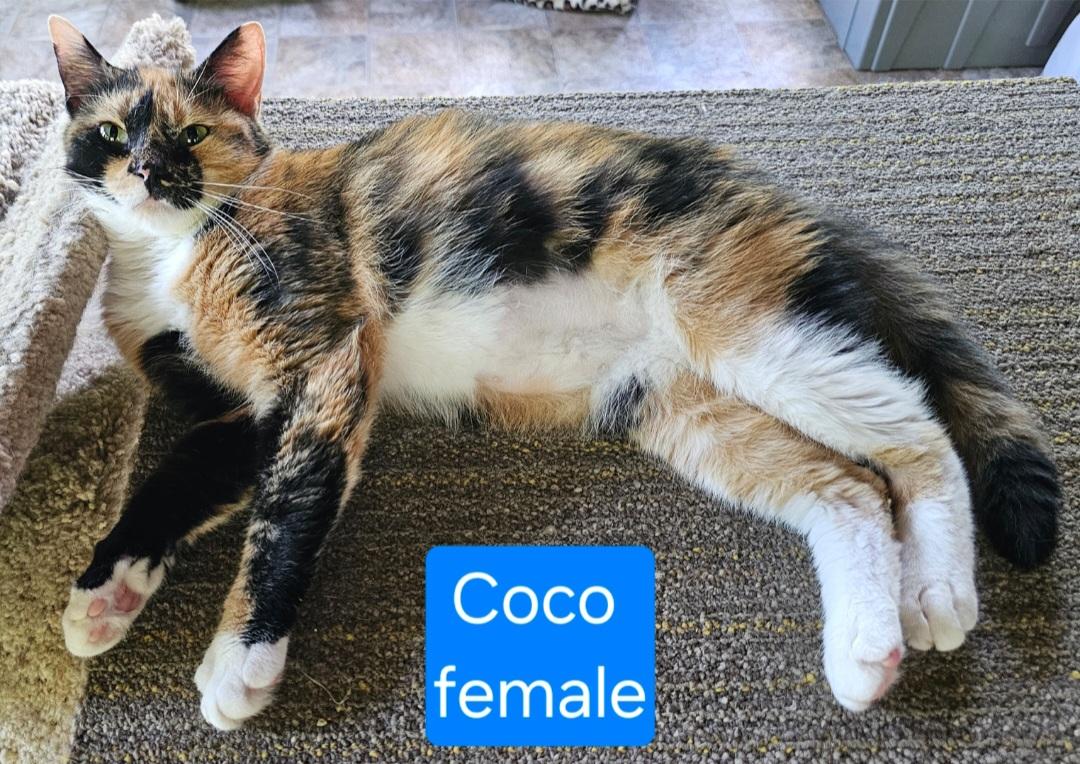 Coco 2