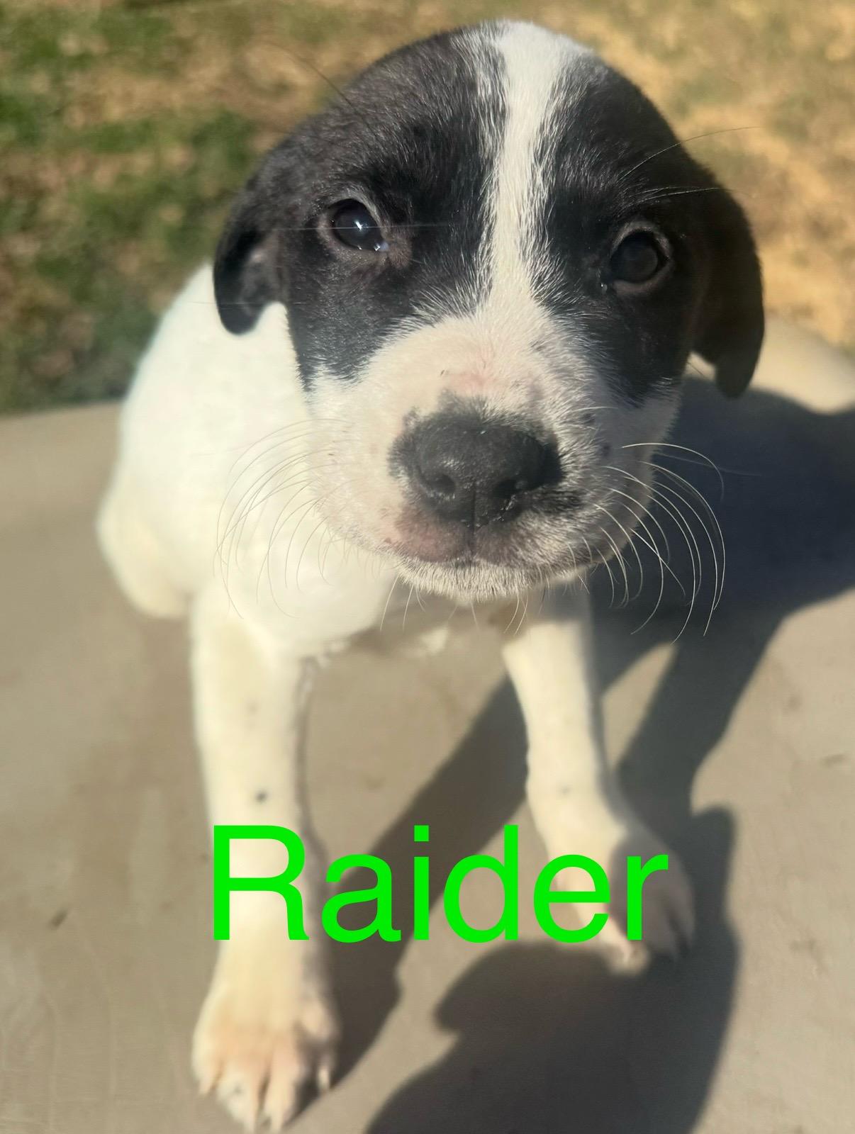 Enlarge Puppies!  R litter! , a ADOPTABLE mixed breed in Chattanooga, TN image 3/6
