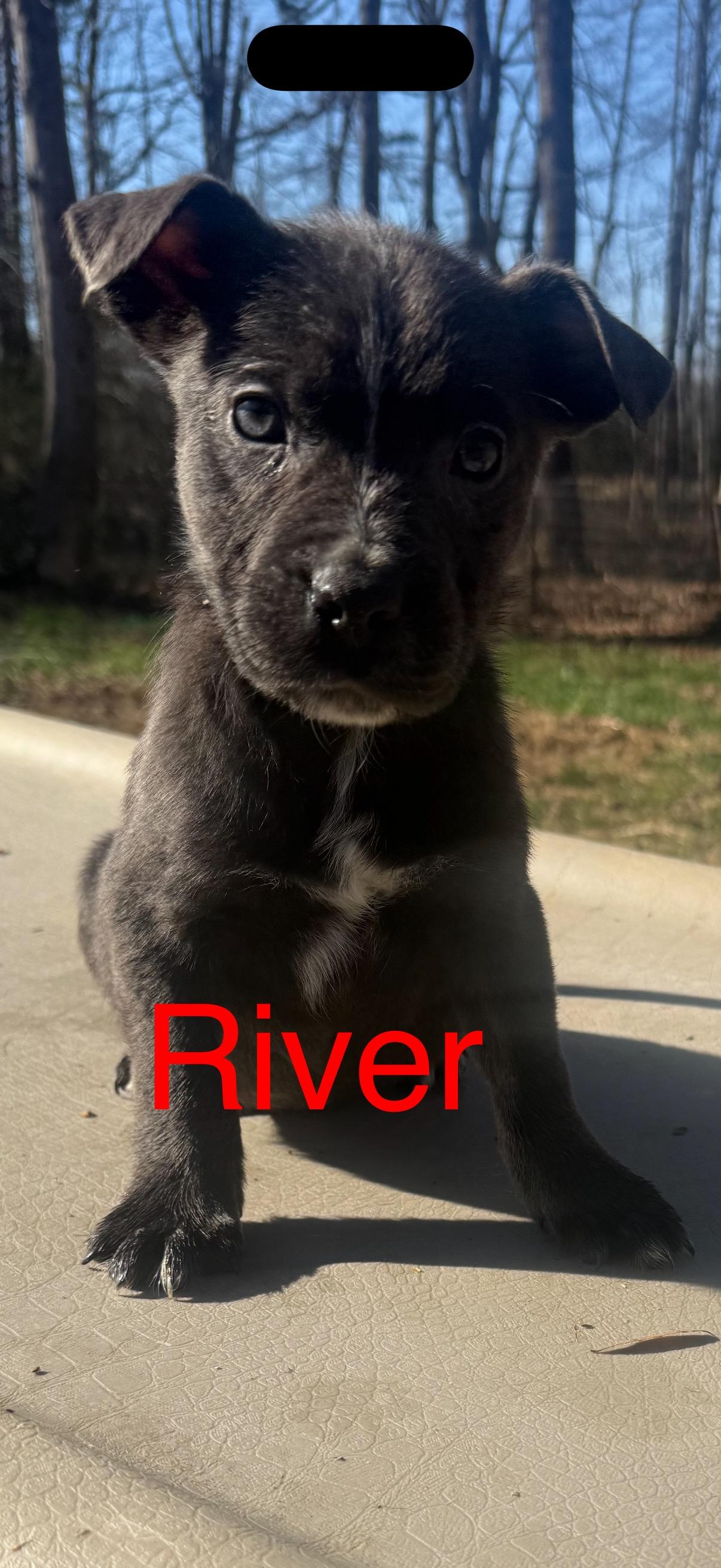 Enlarge Puppies!  R litter! , a ADOPTABLE mixed breed in Chattanooga, TN image 4/6