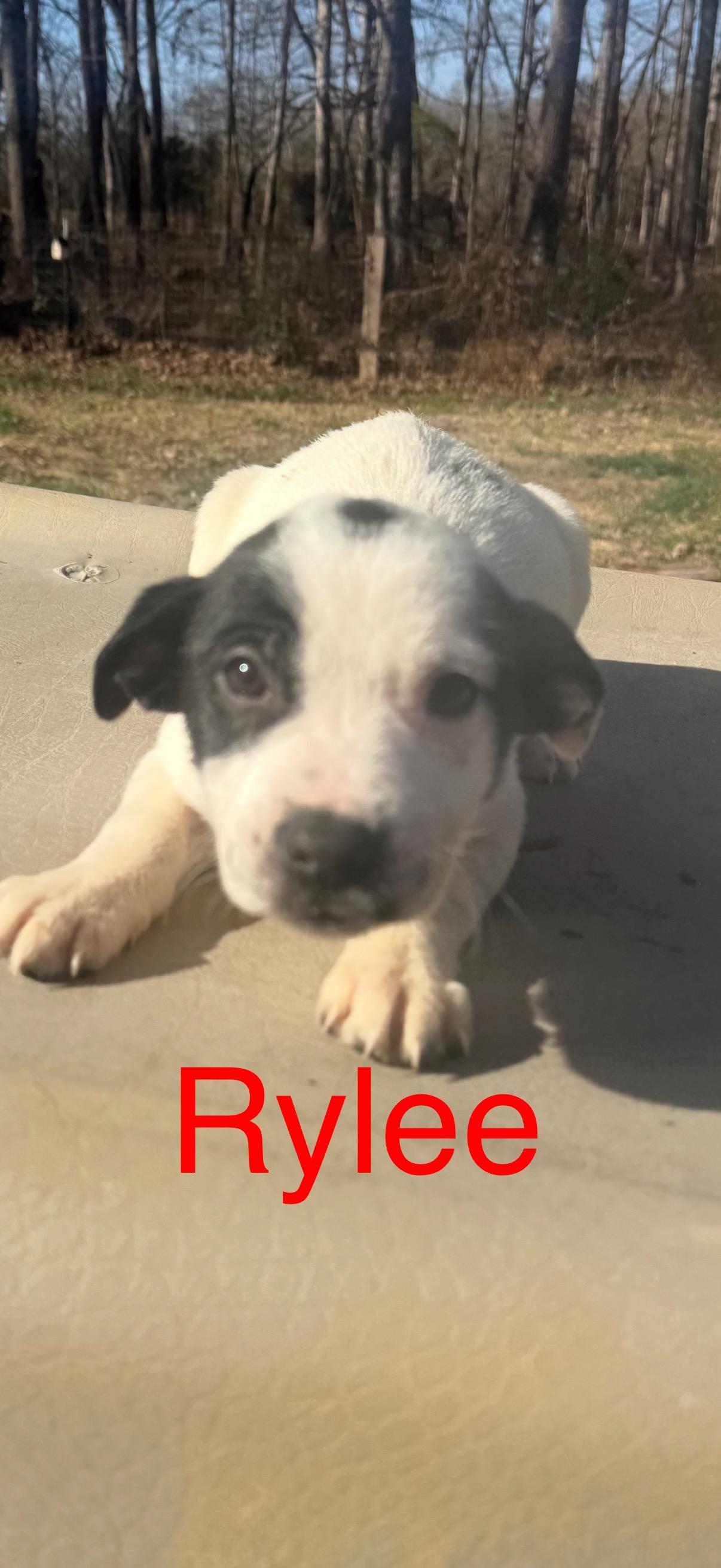 Enlarge Puppies!  R litter! , a ADOPTABLE mixed breed in Chattanooga, TN image 1/6