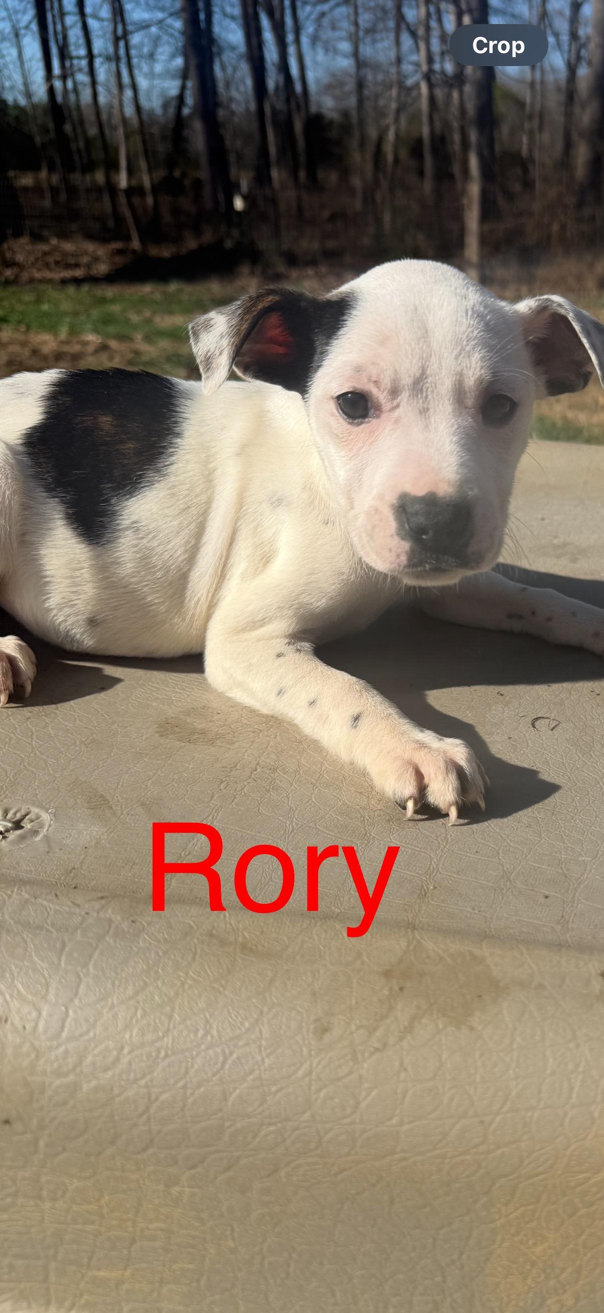 Enlarge Puppies!  R litter! , a ADOPTABLE mixed breed in Chattanooga, TN image 6/6