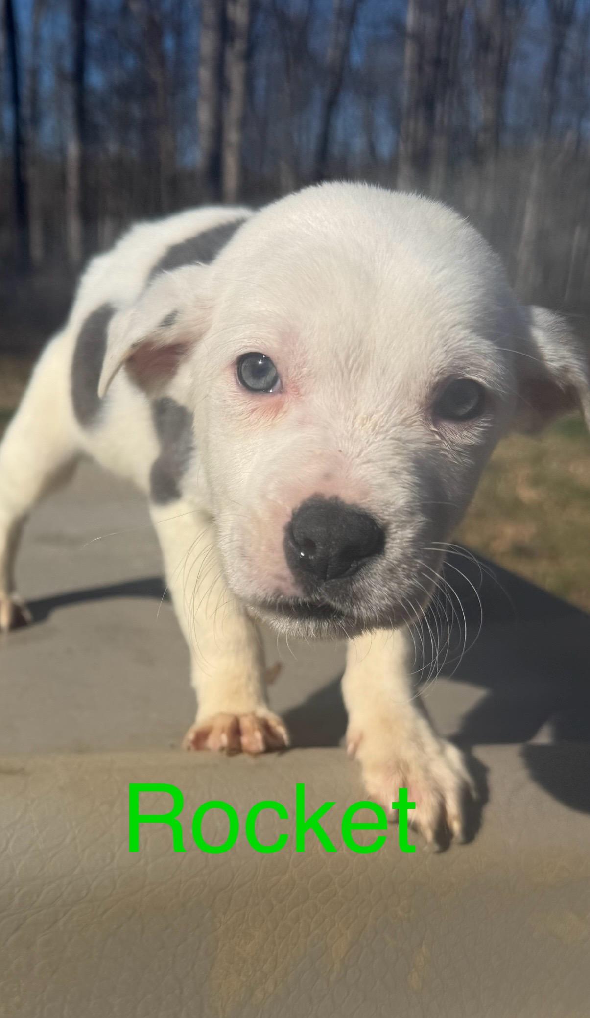 Enlarge Puppies!  R litter! , a ADOPTABLE mixed breed in Chattanooga, TN image 2/6