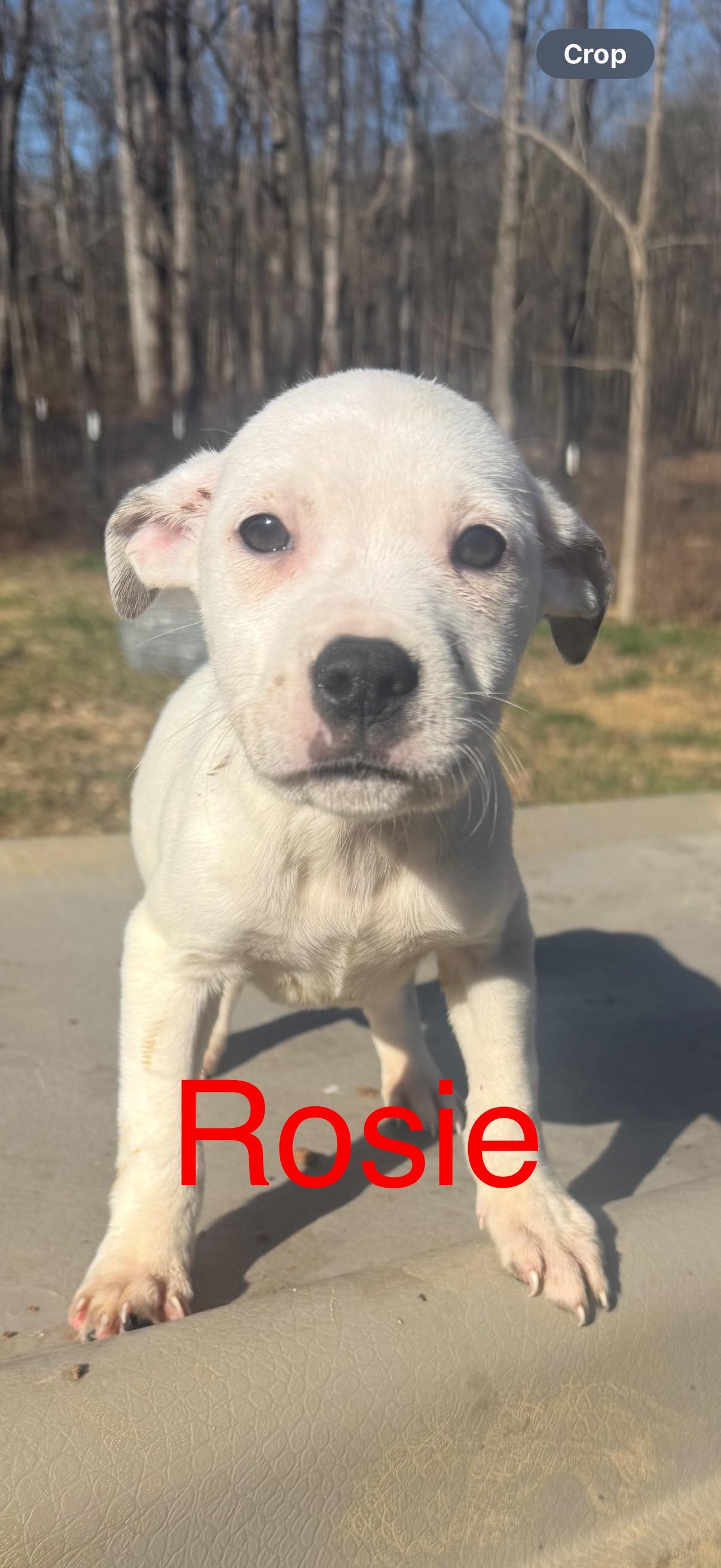 Enlarge Puppies!  R litter! , a ADOPTABLE mixed breed in Chattanooga, TN image 5/6