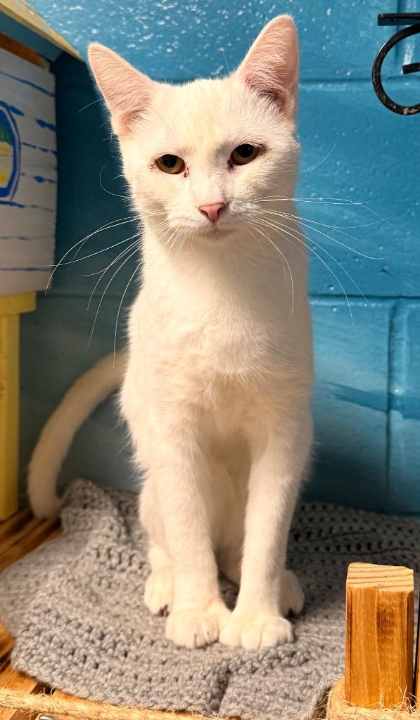 Wisp, a Adoptable mixed breed in Defiance, OH image 2/4