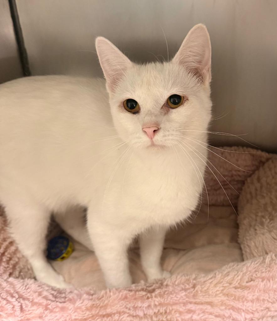 Wisp, Adoptable, Young Male Domestic Short Hair.