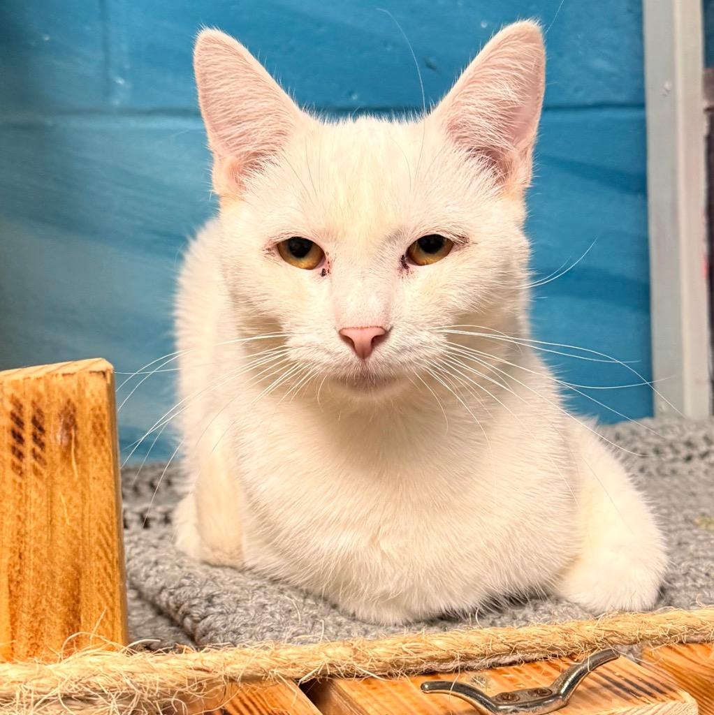 Enlarge Wisp, a Adoptable mixed breed in Defiance, OH image 3/4