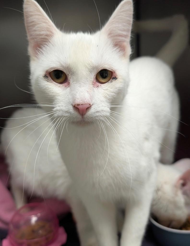 Enlarge Wisp, a Adoptable mixed breed in Defiance, OH image 4/4