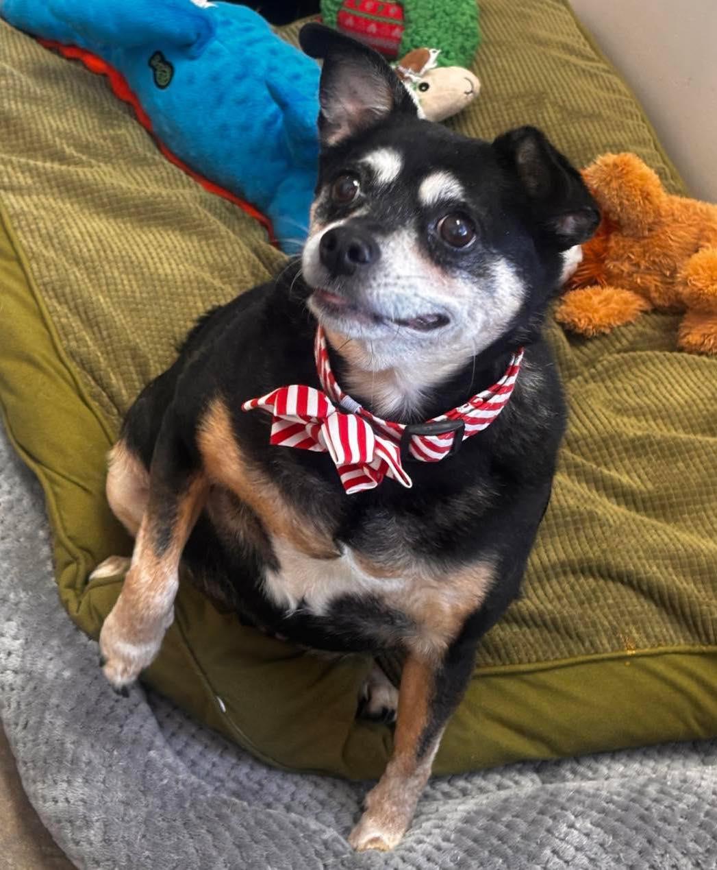 Ike, adopted, Senior Male Miniature Pinscher.