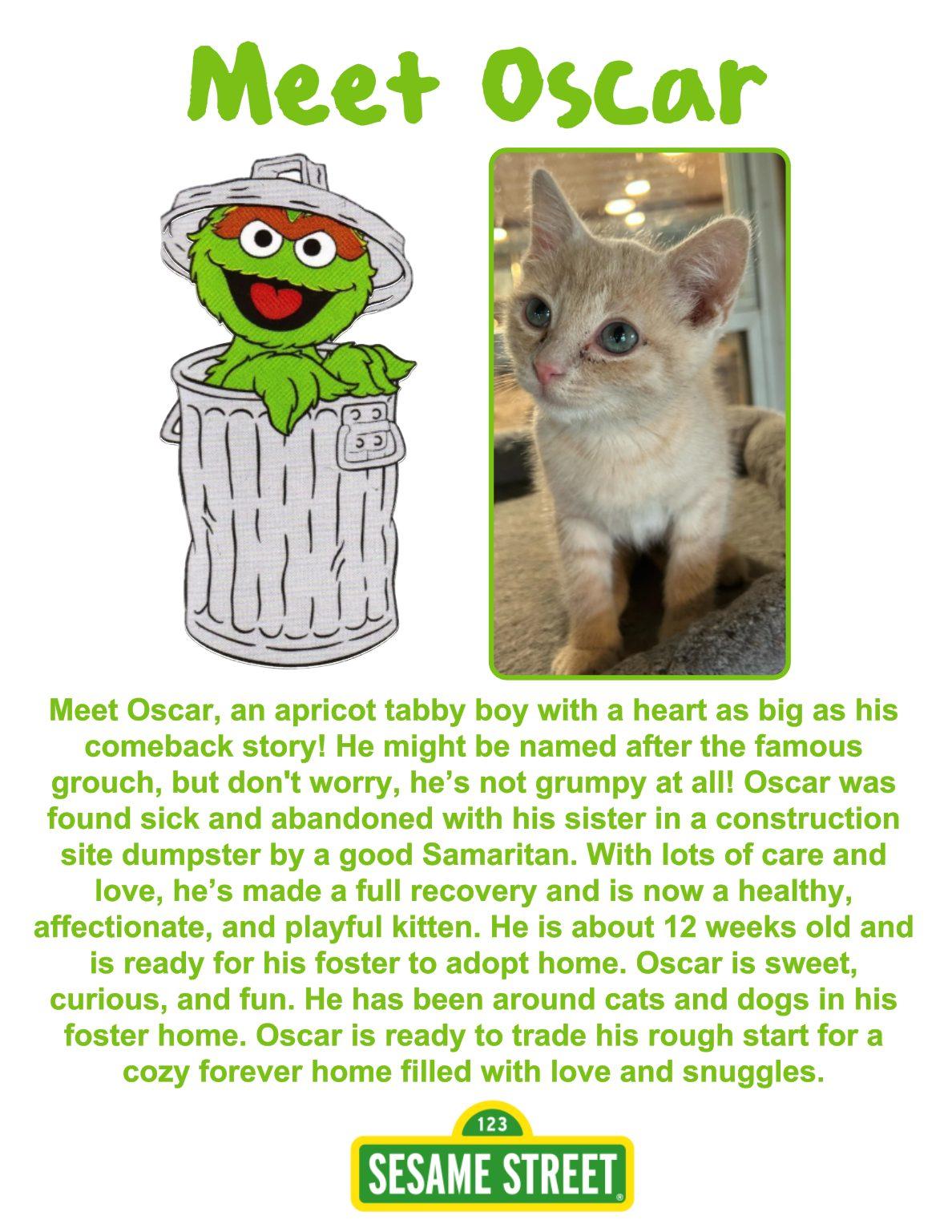 Oscar, an adoptable Domestic Medium Hair in Clovis, NM, 88101 | Photo Image 1