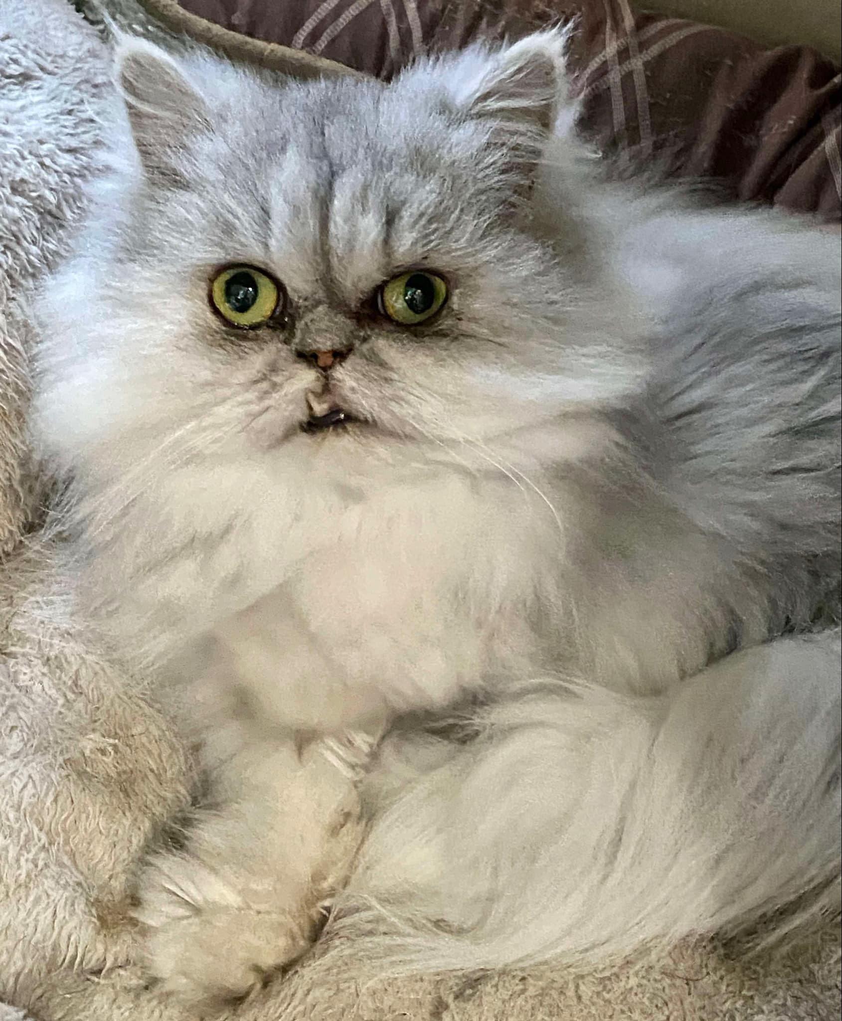 Enlarge Elizabeth, a Adopted Persian in Middleburg, FL image 2/3