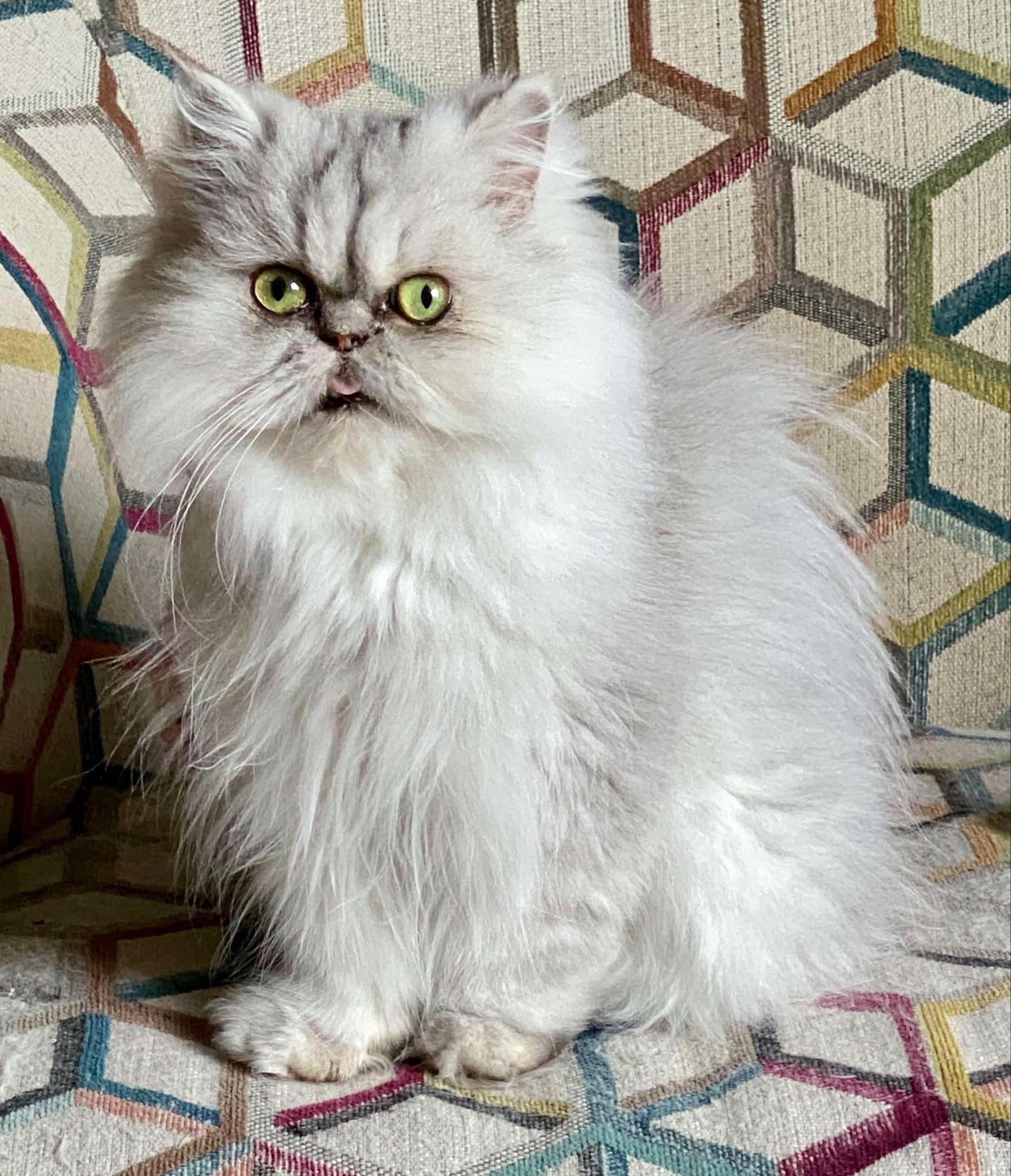 Enlarge Elizabeth, a Adopted Persian in Middleburg, FL image 3/3